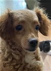 adoptable Dog in hedgesville, WV named Millie