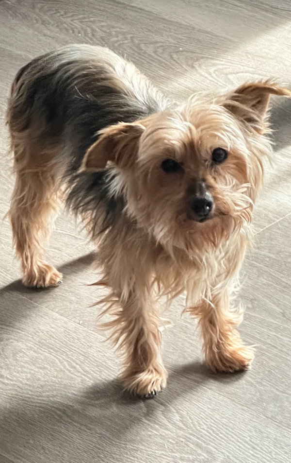 Penny