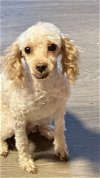 adoptable Dog in hedgesville, WV named Lamby