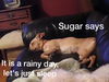 Sugar