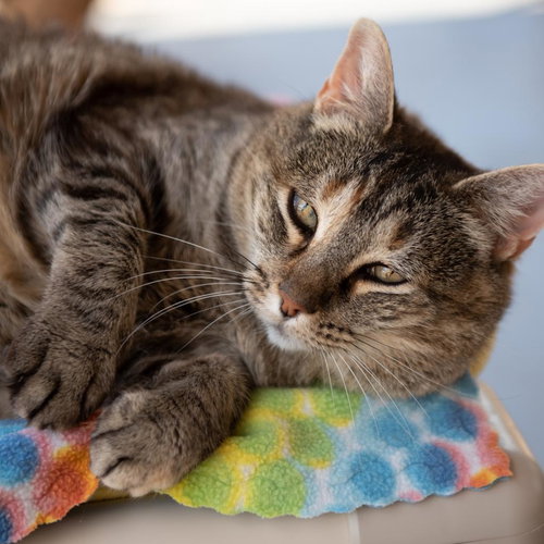 Zelda, an adoptable Domestic Short Hair in Kanab, UT