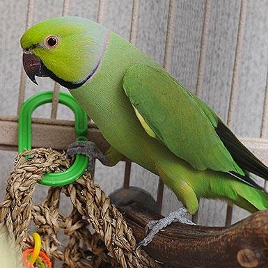 Ramses - Parakeet - Other