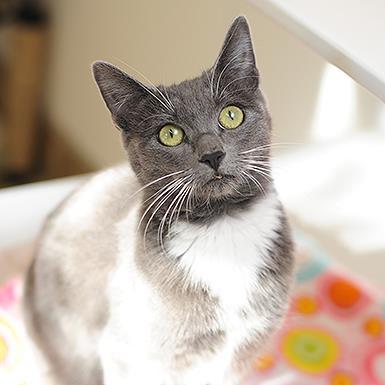Ettie, an adoptable Domestic Short Hair in Kanab, UT