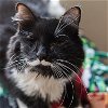 adoptable Cat in kanab, UT named Aurora