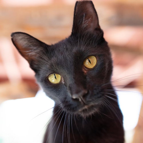 Clive, Senior Domestic Short Hair (short coat), cat for adoption in Kanab, Utah