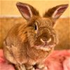 adoptable Rabbit in kanab, UT named Bobbie