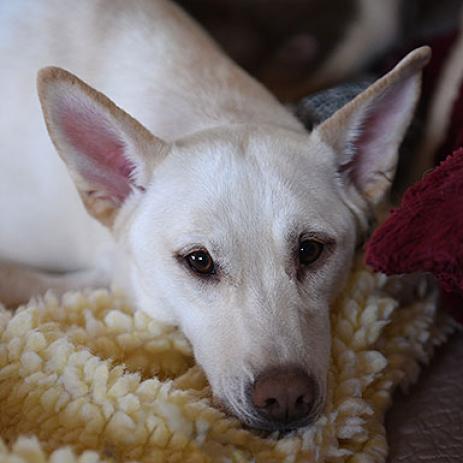 adoptable Dog in Kanab, UT named Kit