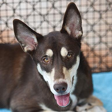 adoptable Dog in Kanab, UT named Caboodle