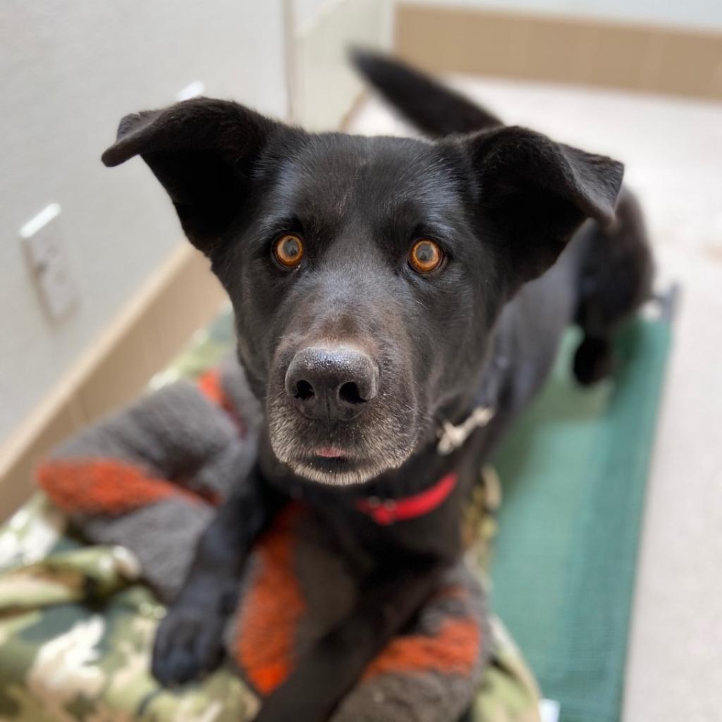 Adoptable Male Male