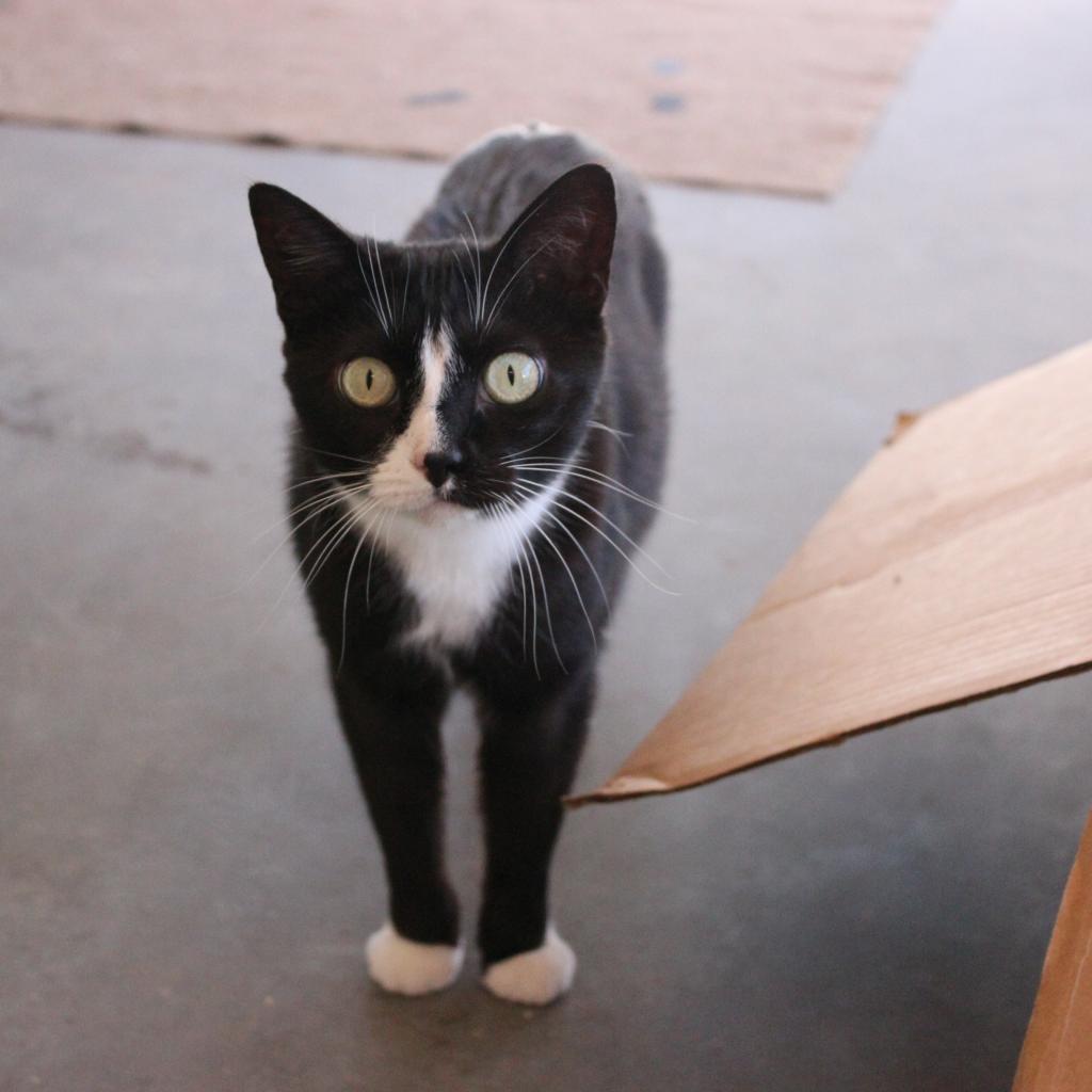 Adoptable Female Female