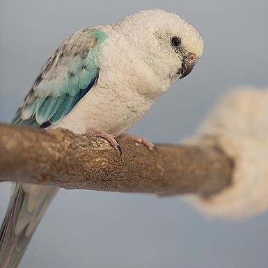 Mr. Freeze - Parakeet - Other