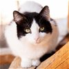 adoptable Cat in kanab, UT named Brownie