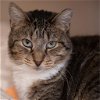 adoptable Cat in kanab, UT named Royalty