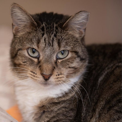 Royalty, an adoptable Domestic Short Hair in Kanab, UT