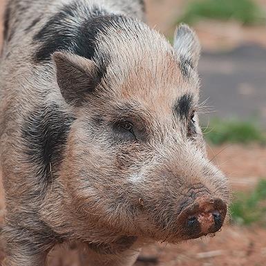 Phillipe - Vietnamese Pot Bellied (short coat)