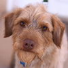 adoptable Dog in kanab, UT named Mr. Magoo