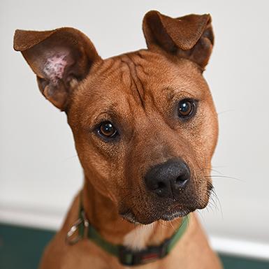Edwardo - American Pit Bull Terrier / Hound / Mixed (short coat)