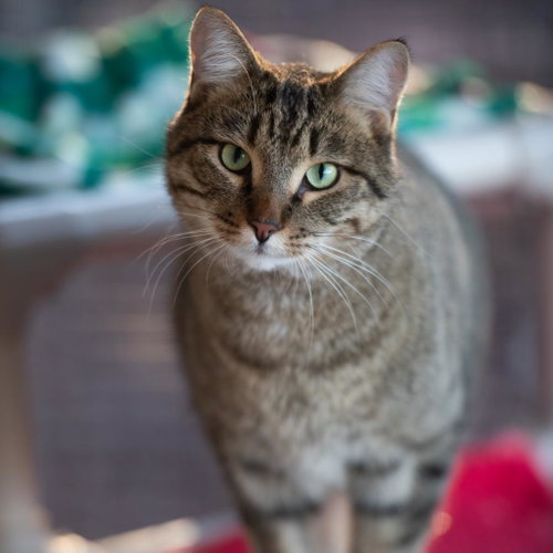 Jinksies, Senior Domestic Short Hair (short coat), cat for adoption in Kanab, Utah