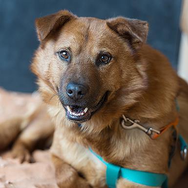 adoptable Dog in Kanab, UT named Gilmore