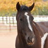 adoptable Horse in  named Tony