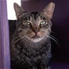 adoptable Cat in kanab, UT named Bucky