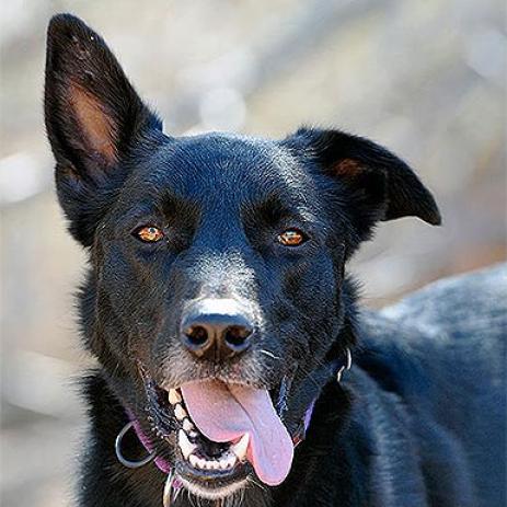 Kaeli - Shepherd / Collie / Mixed