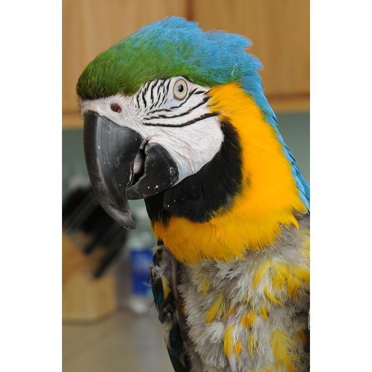 Trudy - Macaw