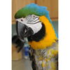 adoptable Bird in  named Trudy