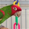 adoptable Bird in  named Ruby