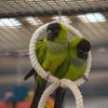 adoptable Bird in  named Wasabi