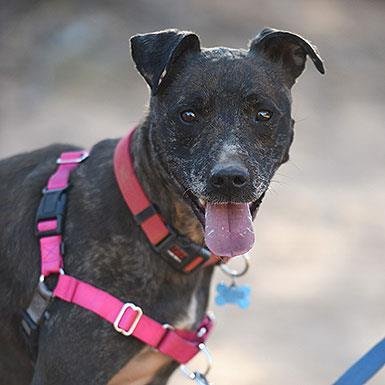 Blue - Catahoula Leopard Dog / American Pit Bull Terrier / Mixed