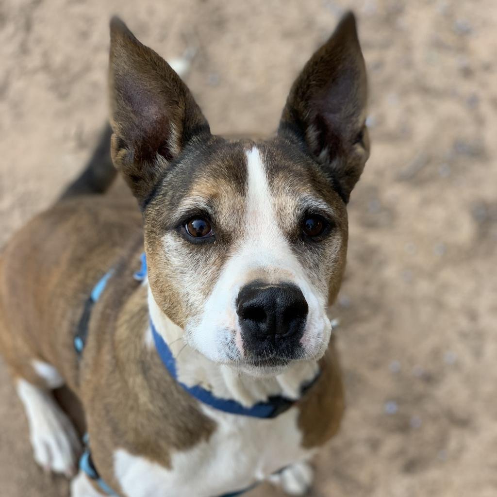 Zion - Cattle Dog / American Pit Bull Terrier / Mixed