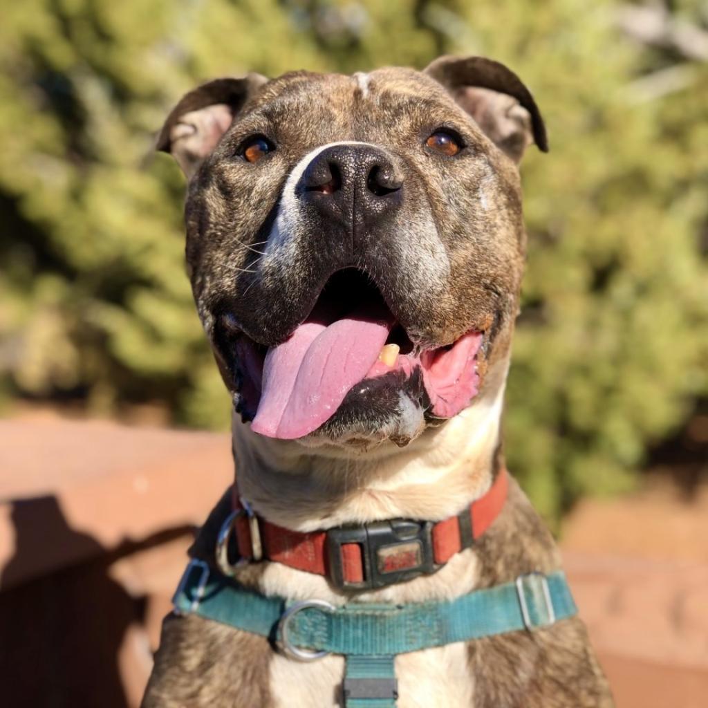 Adoptable Male Male