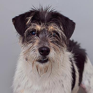 Domineo - Terrier / Mixed