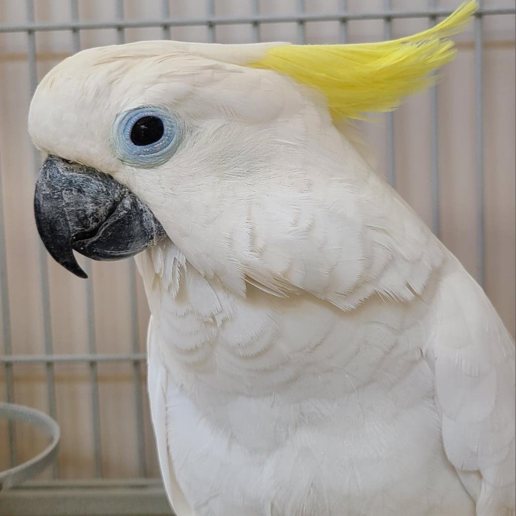 Tilly - Cockatoo