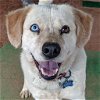 adoptable Dog in  named Rusty