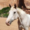 adoptable Horse in  named Buddy