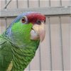 adoptable Bird in kanab, UT named Anya