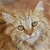 adoptable Cat in kanab, UT named Pipkin