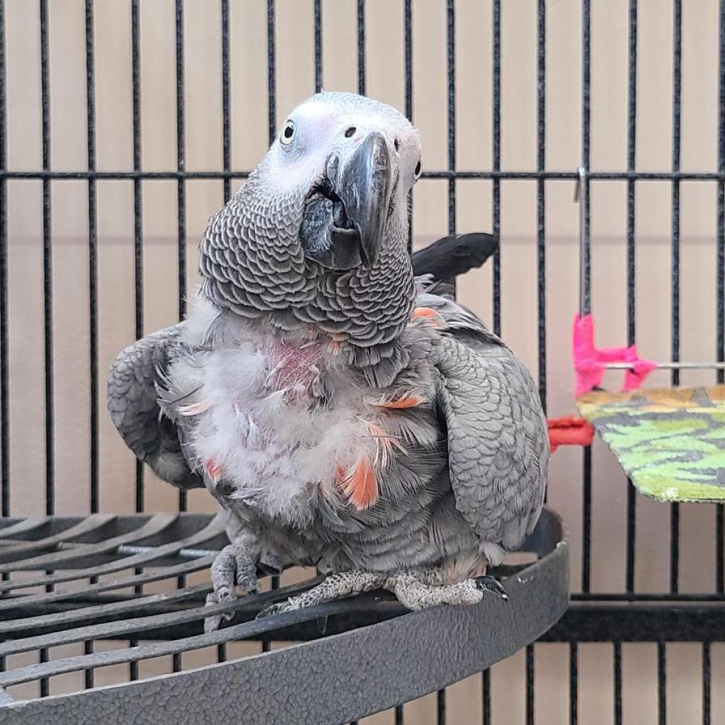 buying a parrot at the pet shop adopt me｜TikTok Search
