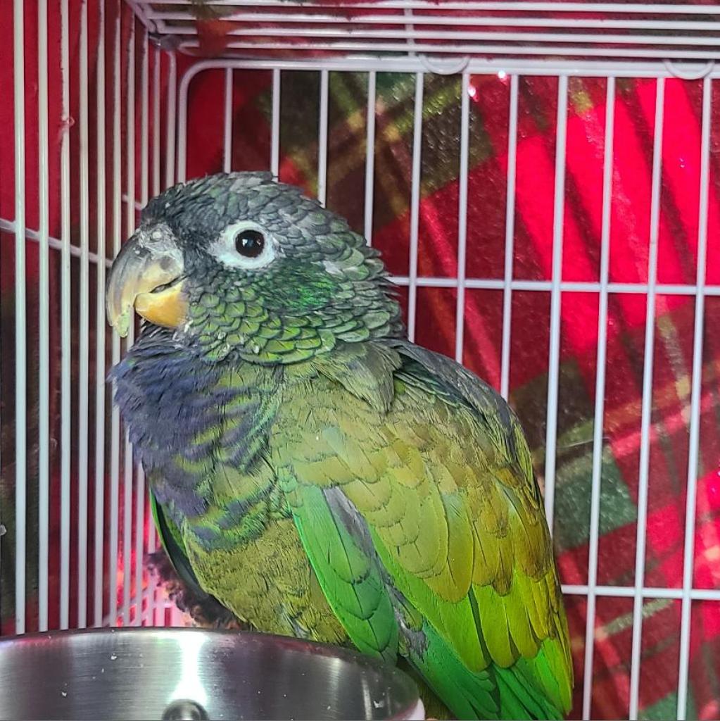 adoptable Bird in Kanab, UT named Pax