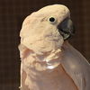 adoptable Bird in  named Nikita