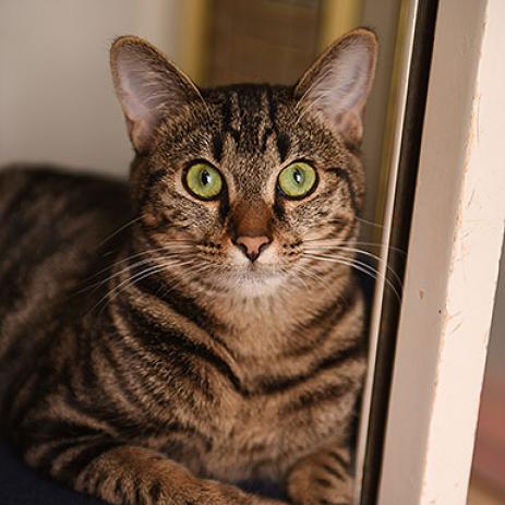 Natalie, Adult Domestic Short Hair, cat for adoption in Kanab, Utah