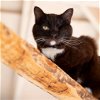 adoptable Cat in kanab, UT named Premula