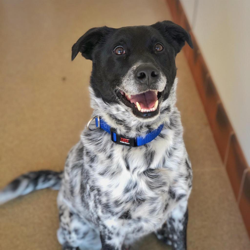 Riff Raff - Cattle Dog / Labrador Retriever / Mixed