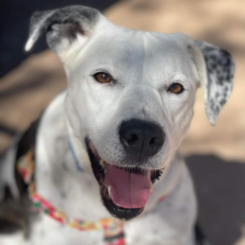 Adoptable Female Female
