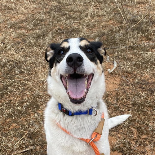Indie, an adoptable Cattle Dog in Kanab, UT