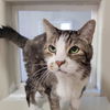 adoptable Cat in kanab, UT named Marsalis