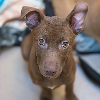 Chai, an adoptable Shepherd in Kanab, UT