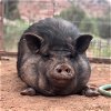 adoptable Pig in , UT named Jubilee